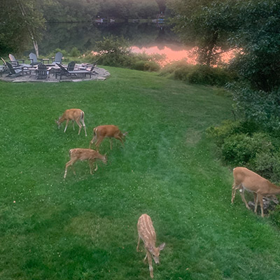 Deer in someone's backyard.